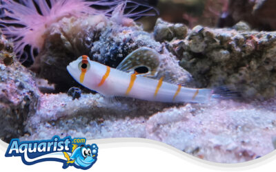 Randall’s Shrimp Goby