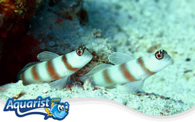 Steinitz’s Shrimp Goby