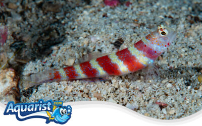 Wheeler’s Shrimp Goby