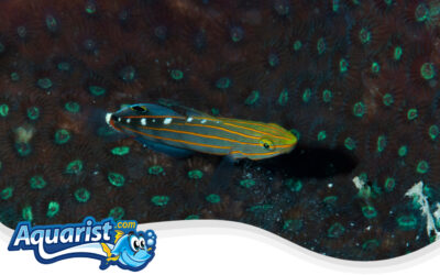 Rainford’s Goby or Court Jester Goby