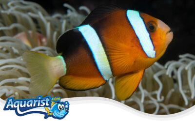 Clarkii Clownfish