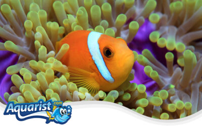 Maldives Clownfish