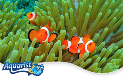 Ocellaris Anemonefish