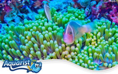 Pink Skunk Anemonefish