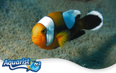 Saddleback Clownfish