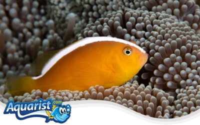 Orange Skunk Anemonefish