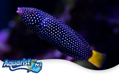 Spotted Wrasse