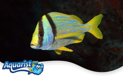 Porkfish