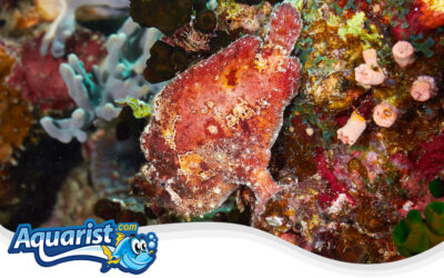 Scarlet Frogfish