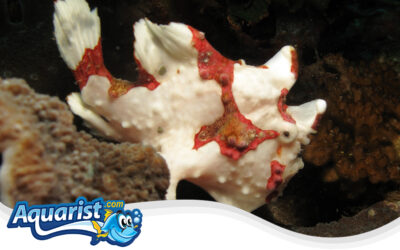 Warty Frogfish