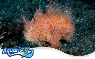 Striated Frogfish or Hairy Frogfish