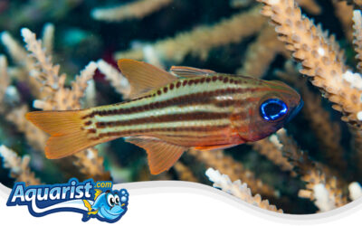 Ochre-striped Cardinalfish