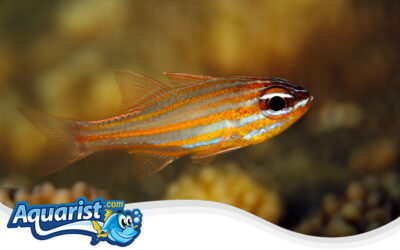 Orangestriped Cardinalfish