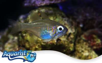 Threadfin Cardinalfish