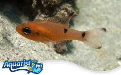 Twospot Cardinalfish