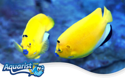 Three-spot Angelfish