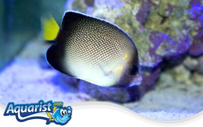 Indian Yellowtail Angelfish