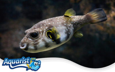 White-Spotted Puffer or Starry Puffer