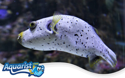 Immaculate Pufferfish