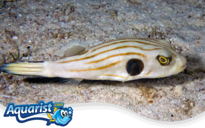 Narrow-Lined Pufferfish