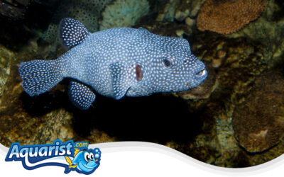 Guineafowl Pufferfish