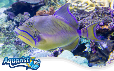 Queen Triggerfish