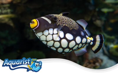 Clown Triggerfish