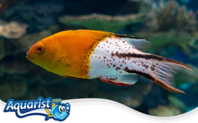 Lyretail Hogfish