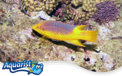 Spanish Hogfish