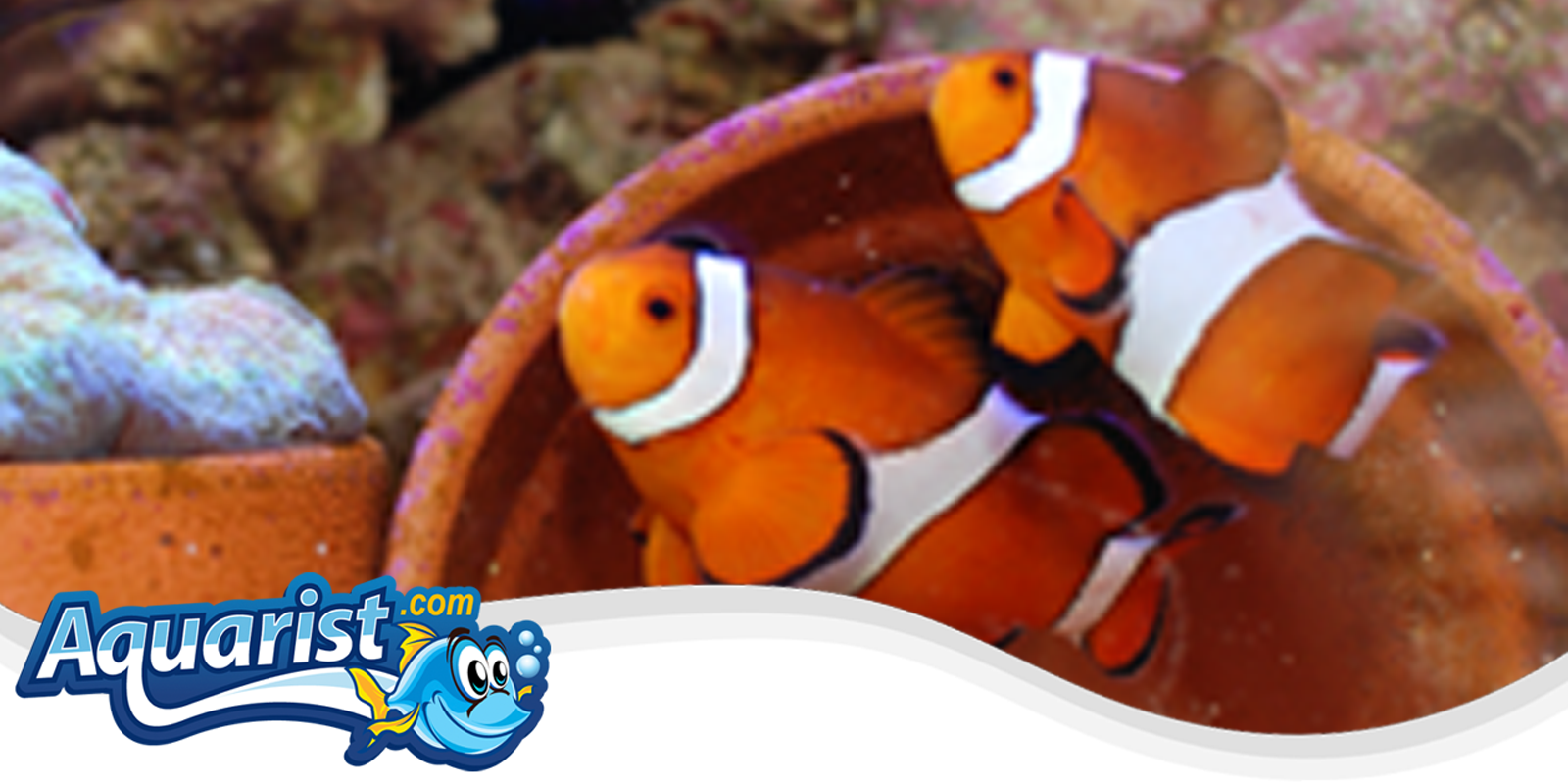 Breeding Saltwater Fish