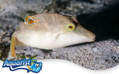 Ambon Puffer