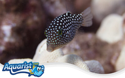 Hawaiian Whitespotted Toby