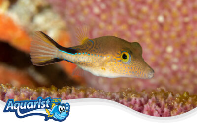 Sharpnose Puffer or Caribbean Sharpnose Puffer