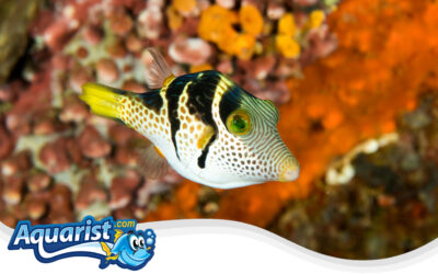 Valentini Puffer or Saddleback Puffer