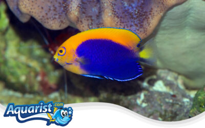 African Flameback Angelfish