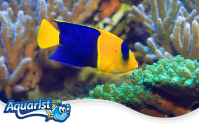 Bicolor Angelfish