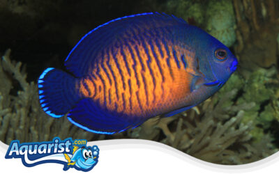 Coral Beauty Angelfish