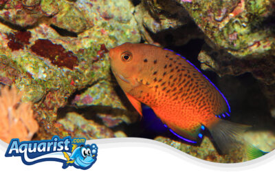 Rusty Angelfish