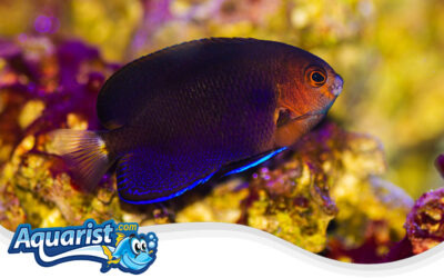 White-Tail Pygmy Angelfish