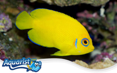 Lemonpeel Angelfish