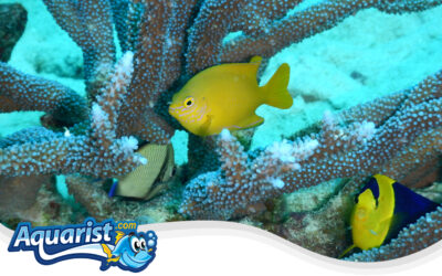 Herald’s Angelfish, Yellow Angelfish