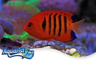 Flame Angelfish