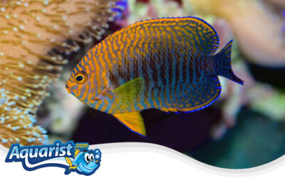 Potter’s Angelfish