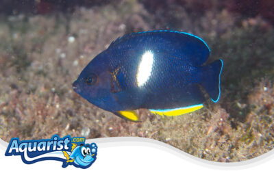 Keyhole Angelfish