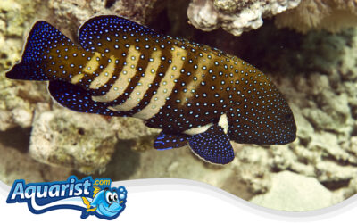 Peacock Hind (Blue-spotted Grouper)