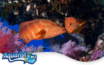 Miniatus Grouper, Coral Grouper