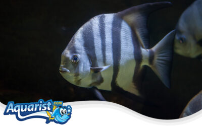 Atlantic Spadefish