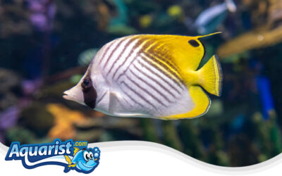 Threadfin Butterflyfish