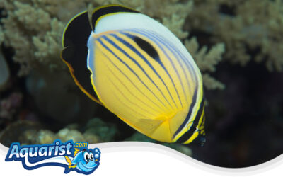 Blacktail Butterflyfish