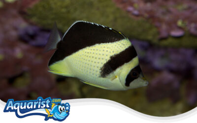 Burgess’ Butterflyfish